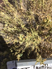 Brickellia microphylla