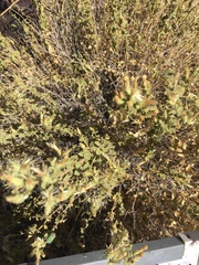 Brickellia microphylla