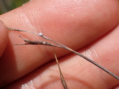 Schoenus carsei