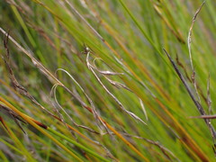 Schoenus carsei