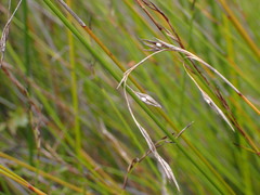 Schoenus carsei