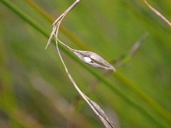 Schoenus carsei
