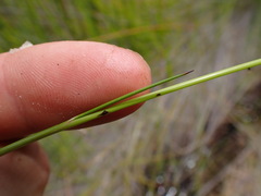 Schoenus carsei