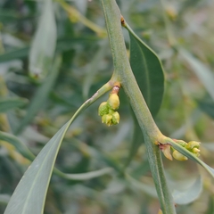 Acacia