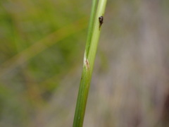 Schoenus carsei
