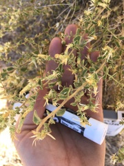 Brickellia microphylla