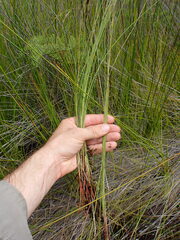 Schoenus carsei