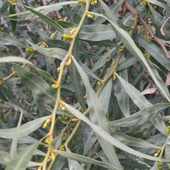 Acacia