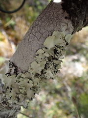 Parmotrema robustum