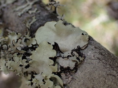 Parmotrema robustum