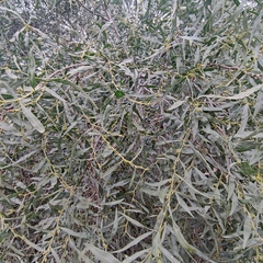 Acacia