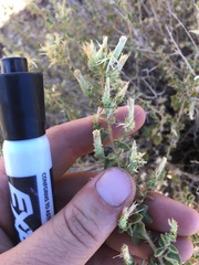 Brickellia microphylla