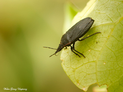 Mecocephala bonariensis