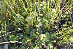 Centella eriantha