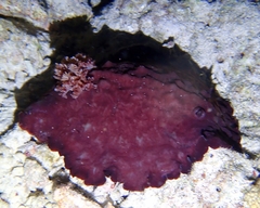 Asteronotus hepaticus