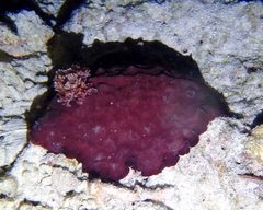 Asteronotus hepaticus