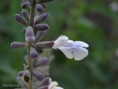 Salvia pallida