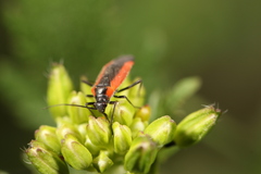 Dionconotus neglectus