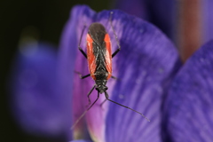 Dionconotus neglectus