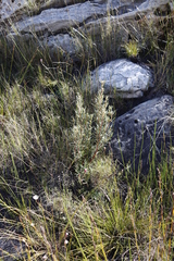Grubbia tomentosa