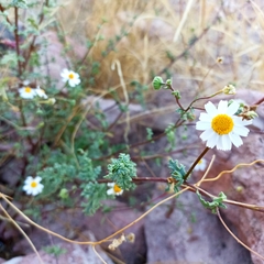Perityle crassifolia