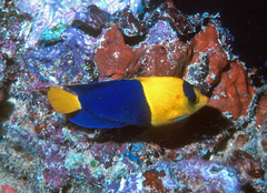 Centropyge bicolor