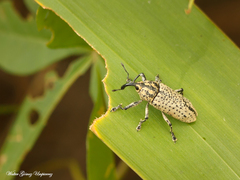 Acrotomopus microspilotus