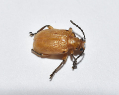 Criocerinae