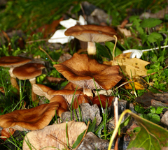 Armillaria gallica