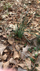 Allium vineale