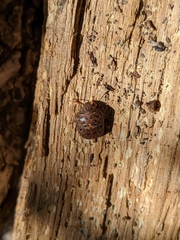 Diolcus chrysorrhoeus