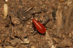Probergrothius