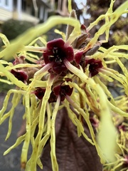 Hamamelis mollis
