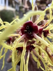 Hamamelis mollis