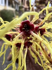 Hamamelis mollis