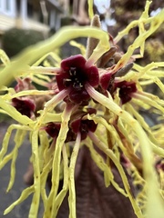 Hamamelis mollis