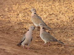 Streptopelia decipiens