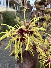 Hamamelis mollis