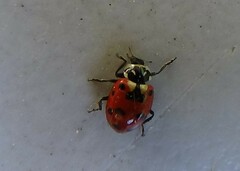 Hippodamia caseyi