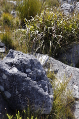 Hypodiscus argenteus