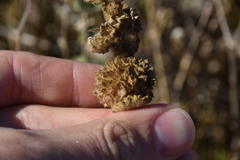 Pseudodictamnus hirsutus