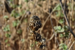 Pseudodictamnus hirsutus