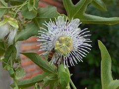 Passiflora tucumanensis