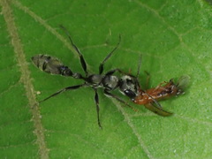 Pseudomyrmex gracilis