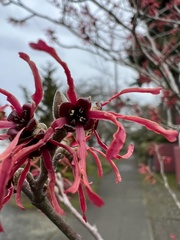 Hamamelis × intermedia