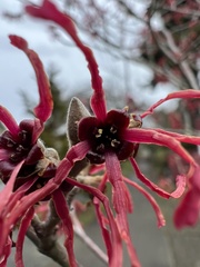 Hamamelis × intermedia