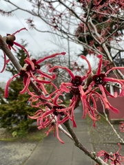 Hamamelis × intermedia