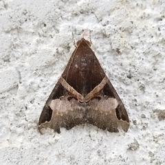 Melipotis fasciolaris