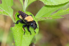 Laphria macquarti