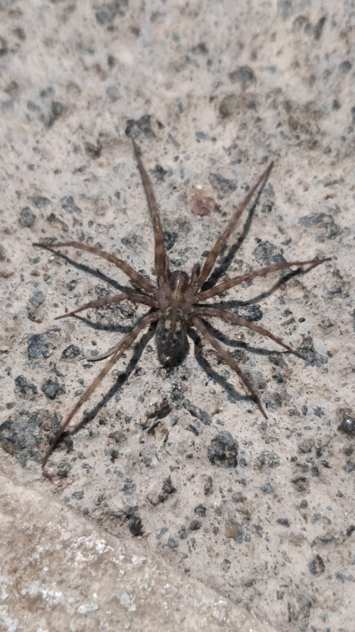 Tegenaria pagana